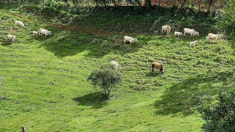 Se Vende Finca Ganadera en Bijagual de Turrubares